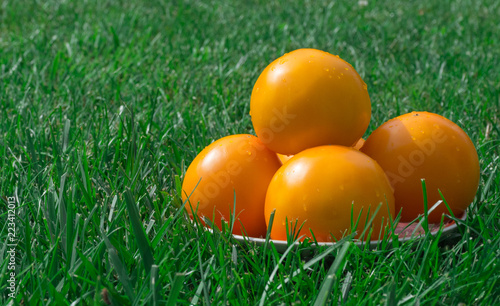 Colorful orange tomato on green grass background. Horizontal view. Health vegetarian food consept.