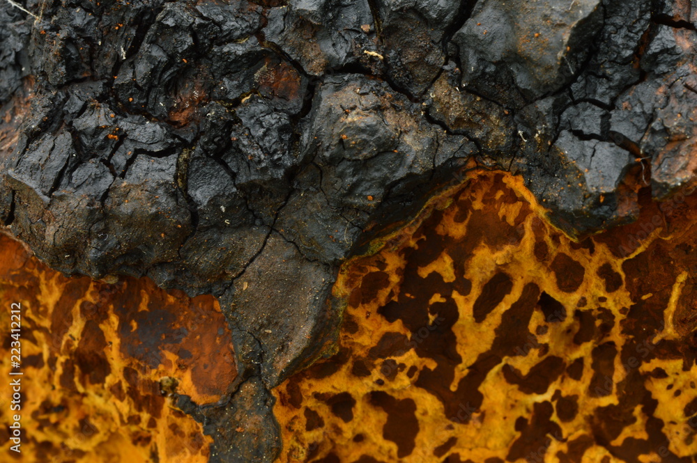Chaga texture background of a mushroom outgrowth on a birch trunk