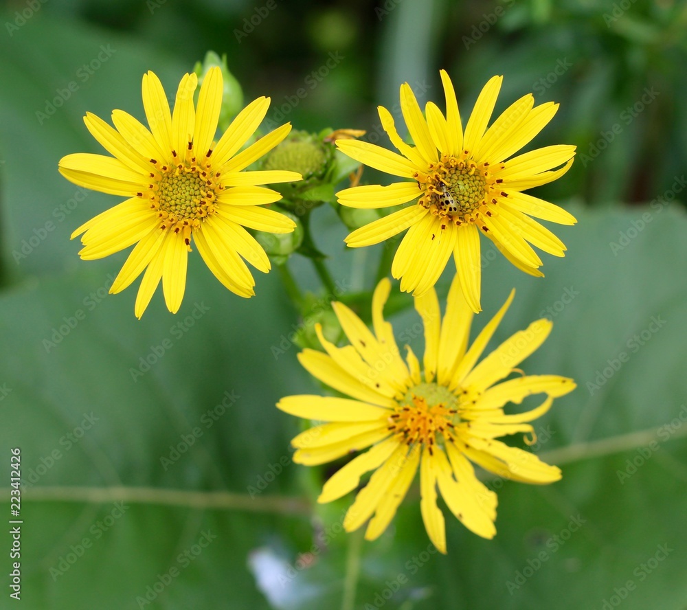 The three bright yellow flowers in the field. The three bright yellow flowers in the field.