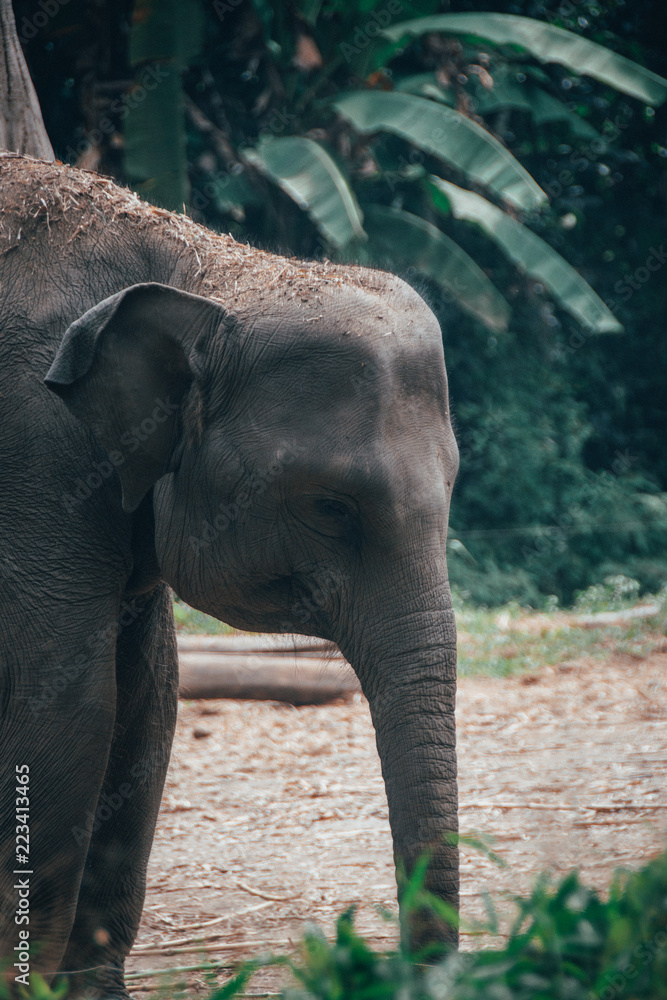 Naklejka premium Elephantastic