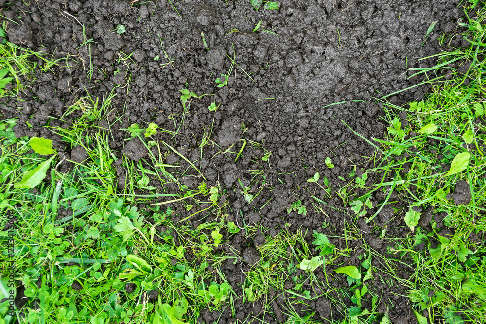 Background of soil and green grass from above Background of soil and green grass from above