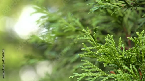 Thuja tree. 4K, UHD, 50p, Cinematic,Closeup, 
