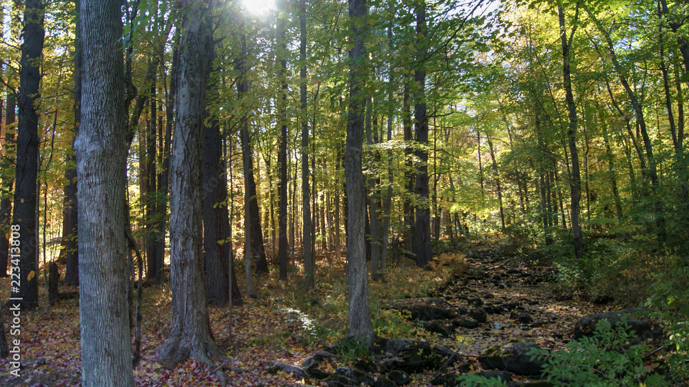 Small river crossing trough the forest during the beginning of the autumn fall season in Massachusetts, New England