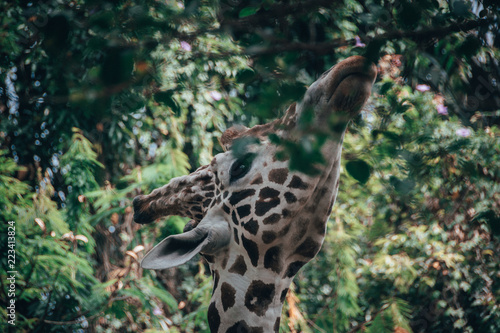 Sticker Hungry Giraffe