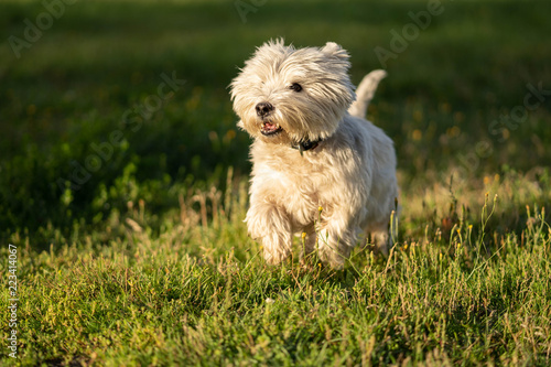 west highland white terrier on grass