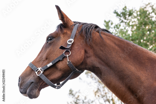 Fototapeta Naklejka Na Ścianę i Meble -  Brown horse profile against sky