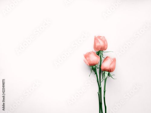 Rose flower in minimalistic style Top view Three fresh pink roses are lying on a white background Photo template with copy space