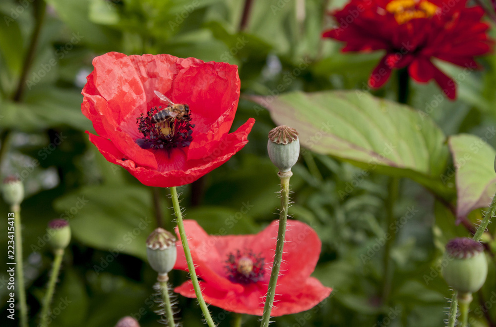 Obraz premium маки 6