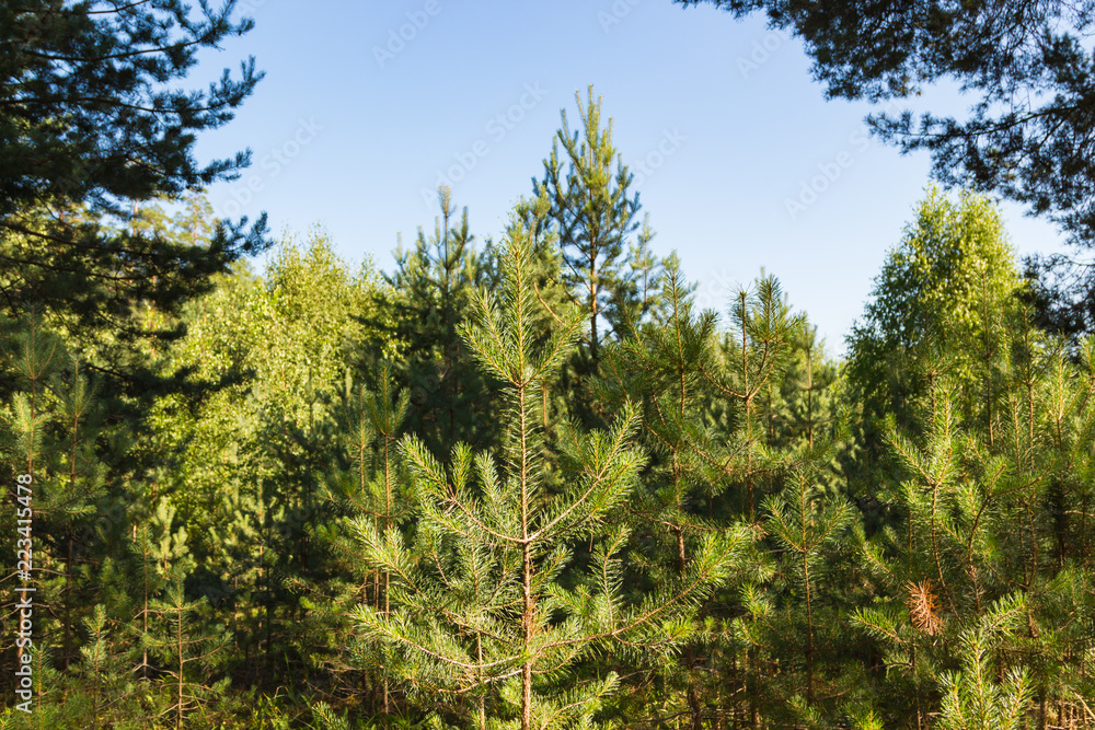 Fototapeta premium Young pines at forest in summer. Russian nature.