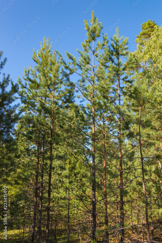 Young pines at forest in summer. Russian nature. Young pines at forest in summer. Russian nature.