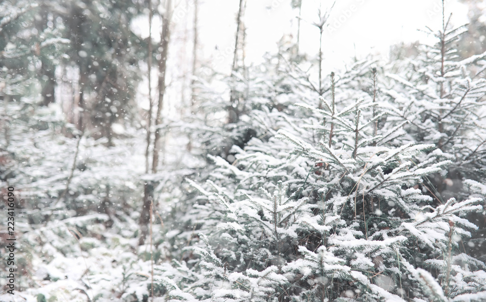Winter forest. Landscape of winter forest on a sunny day. Snow-c Winter forest. Landscape of winter forest on a sunny day. Snow-c