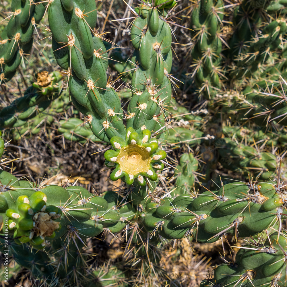Fototapeta premium Cacti in the desert