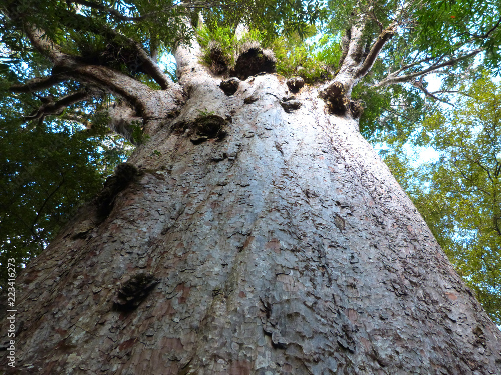 The oldest kauri tree in the world (Agathis australis), Waipoua forest, New Zealand