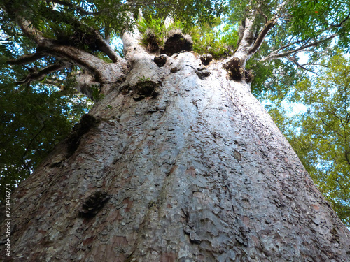 Obraz na płótnie The oldest kauri tree in the world (Agathis australis), Waipoua forest, New Zealand w salonie