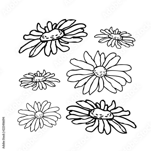 Chamomile, camomile flower floral hand drawn engraving illustration. White flower on white