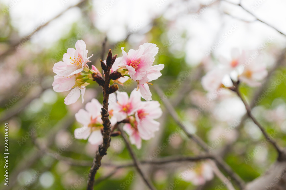 Prunus incisa Kojo No Mai, Fuji cherry, Flowering cherry, Taiwan Prunus incisa Kojo No Mai, Fuji cherry, Flowering cherry, Taiwan