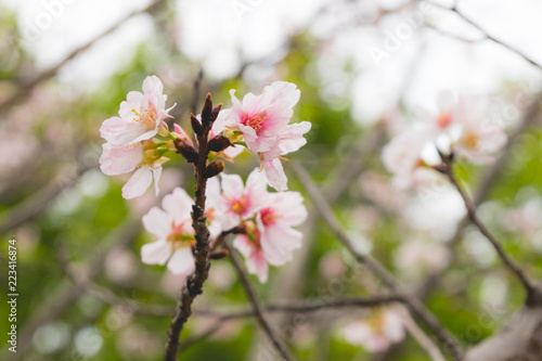 Prunus incisa Kojo No Mai, Fuji cherry, Flowering cherry, Taiwan photo