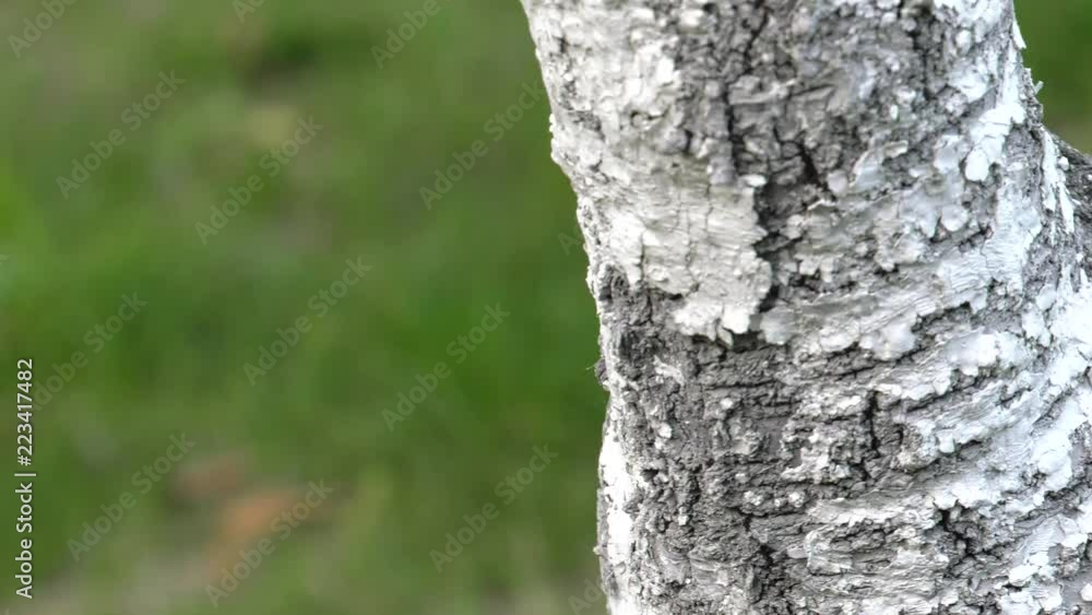 Diseased tree painted white. Bleaching of fruit trees. 4K, UHD, 50p, Cinematic,Closeup, Diseased tree painted white. Bleaching of fruit trees. 4K, UHD, 50p, Cinematic,Closeup,