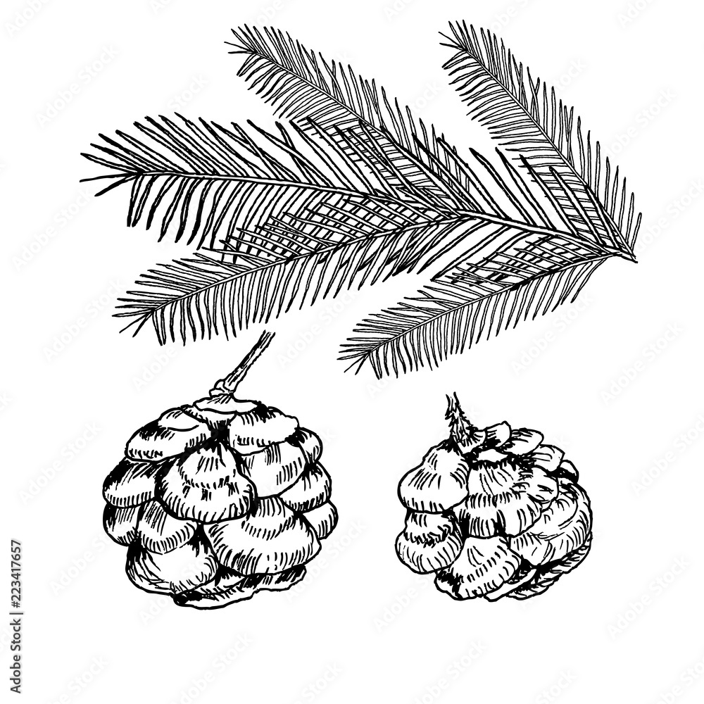 Fototapeta premium Conifers illustration on white background. Evergreen plant sketch set - fir, pine cypress. Christmas decoration elements