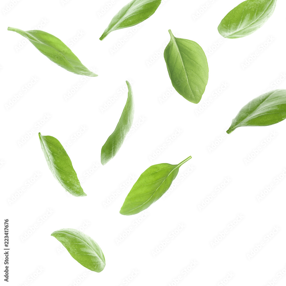 Set with green fresh basil leaves on white background
