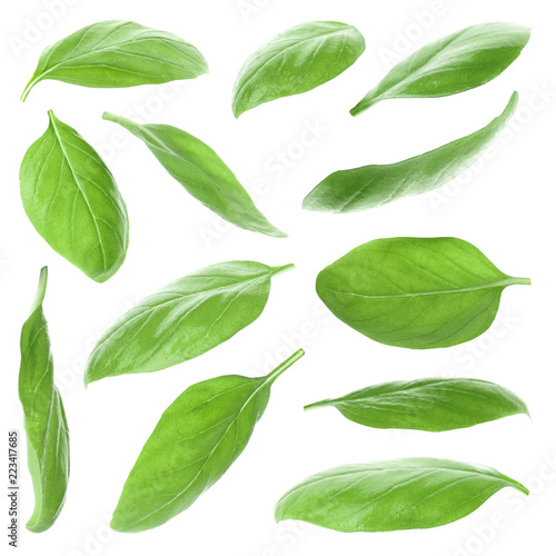 Set with green fresh basil leaves on white background