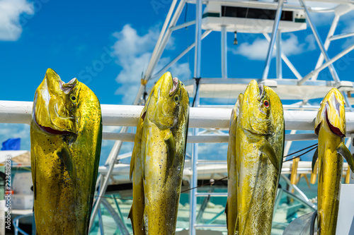 Photography Freshly caught dolphin fish in a Florida Keys marina
