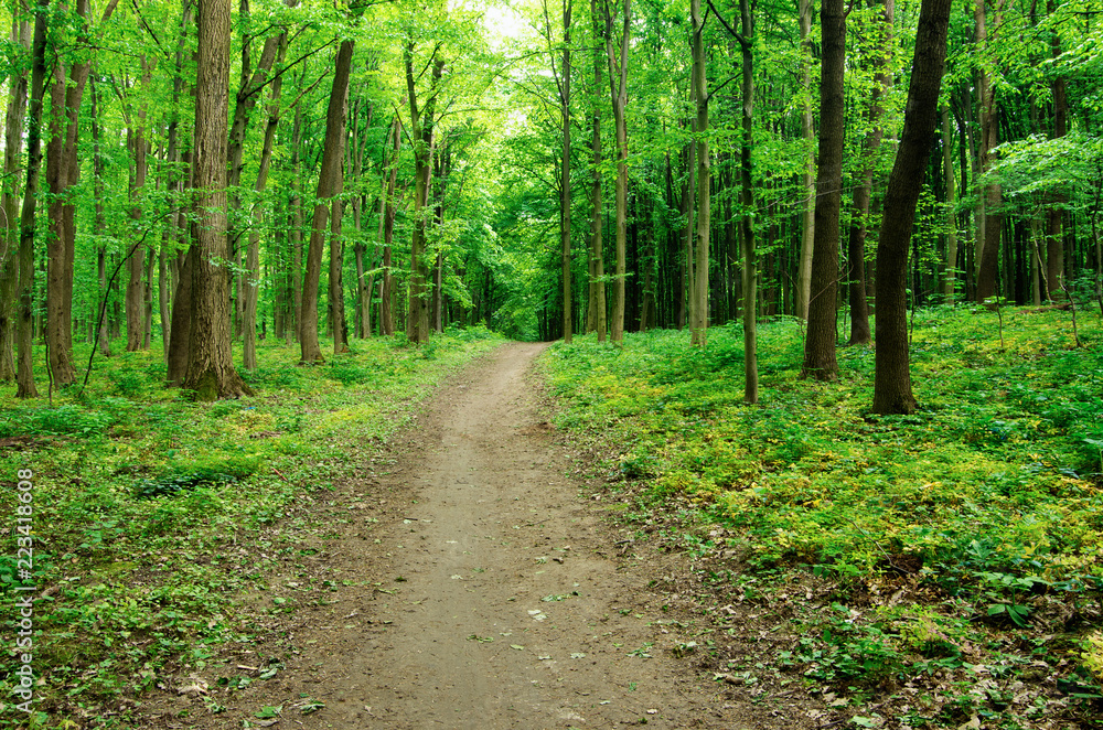 Path in spring green forest Path in spring green forest