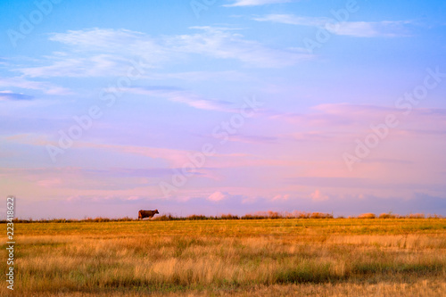 A lone cow in a field