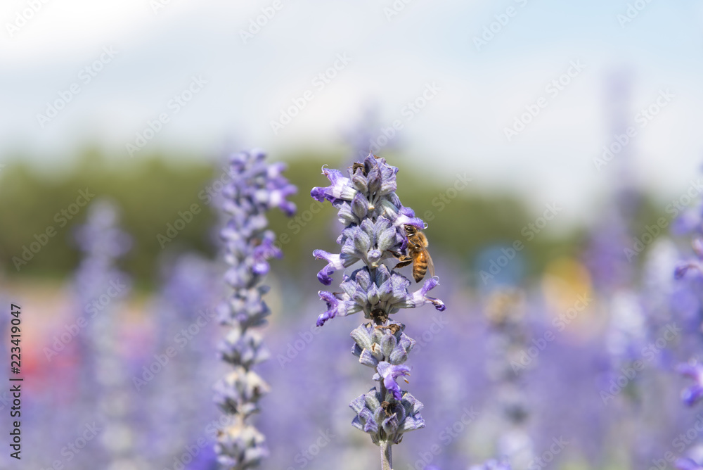 Obraz premium Lavender Flowers in the garden