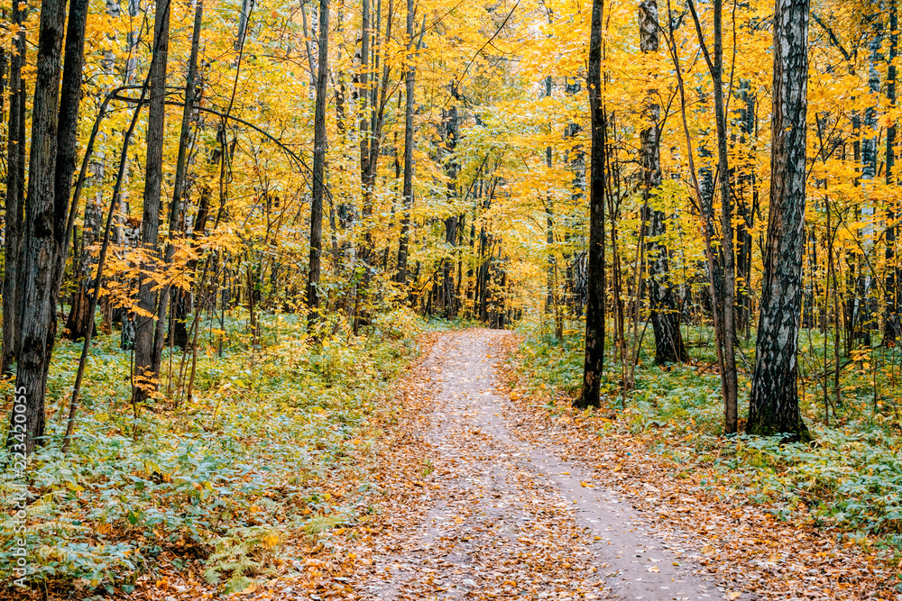 Fototapeta premium Path in a forest with colorful autumn leaves