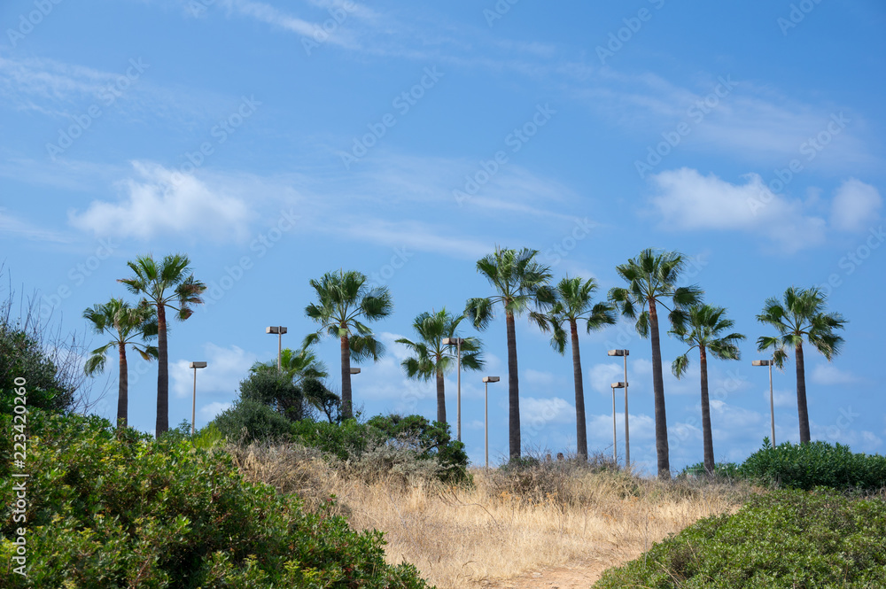 Mallorca coast with palm trees