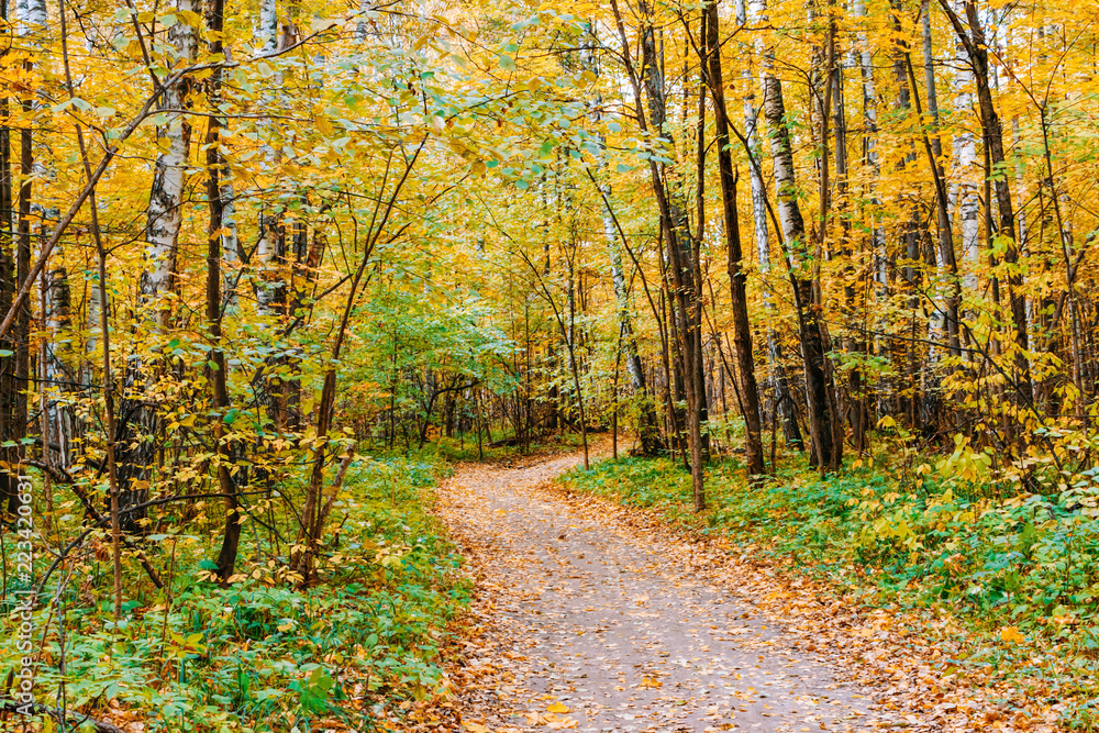 Obraz premium Path in a forest with colorful autumn leaves