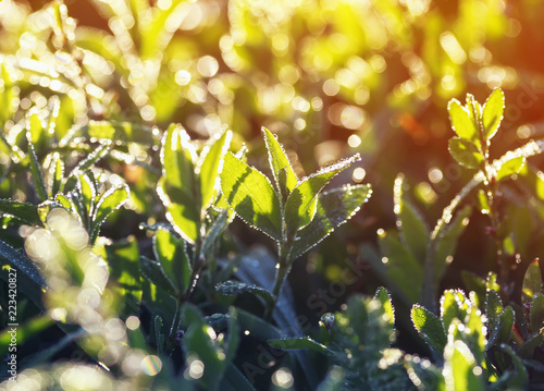beautiful background of bright lush green grass covered with shiny drops of m...