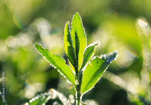 natural background of bright lush green grass covered with shiny drops of mor...