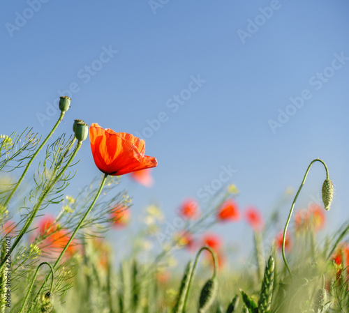 Fototapeta Naklejka Na Ścianę i Meble -  Field of bright red poppy flowers in summer
