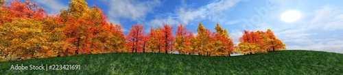 Edge of the autumn forest. Panorama of autumn trees. 