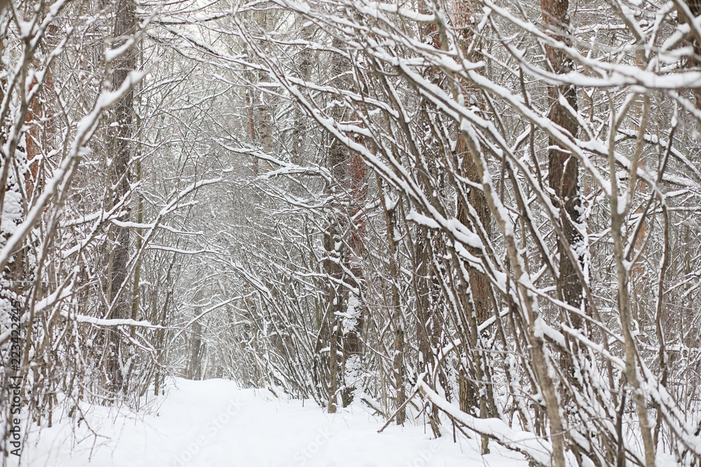 Winter landscape snow covered expanses. A park in the winter in Winter landscape snow covered expanses. A park in the winter in