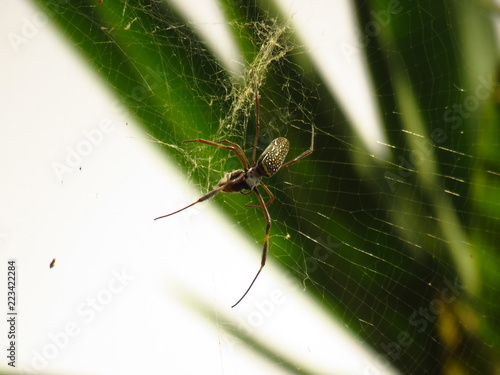 Wallpaper Mural Spider Torontodigital.ca