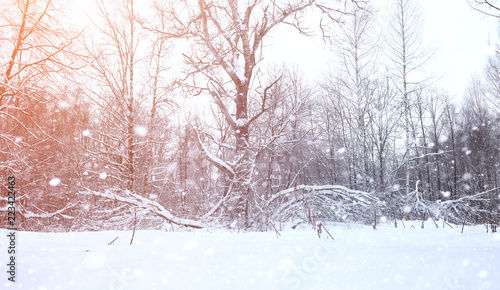 Winter landscape snow covered expanses. A park in the winter in 