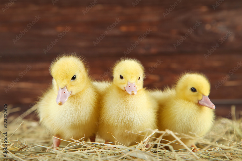 Fototapeta premium Little yellow ducklings on hay