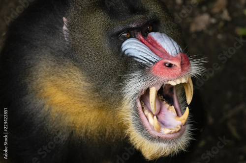 mandril - Fotomural con mandrill de animal con monkey y roar - Stica  Vinilos decorativos