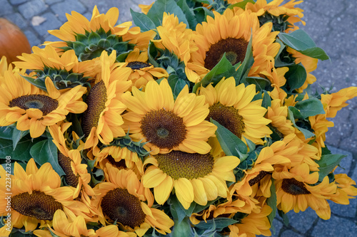Fototapeta Naklejka Na Ścianę i Meble -  Sonnenblumen