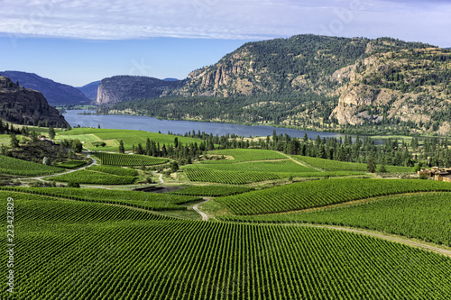 Vineyards in the south Okanagan near Pentiction British Columbia Canada with Vaseux Lake in the background photo