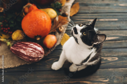 Happy Thanksgiving concept. Cute cat sitting at beautiful Pumpkin in light, vegetables on bright autumn leaves, acorns, nuts on wooden rustic table. Hello Autumn. © sonyachny