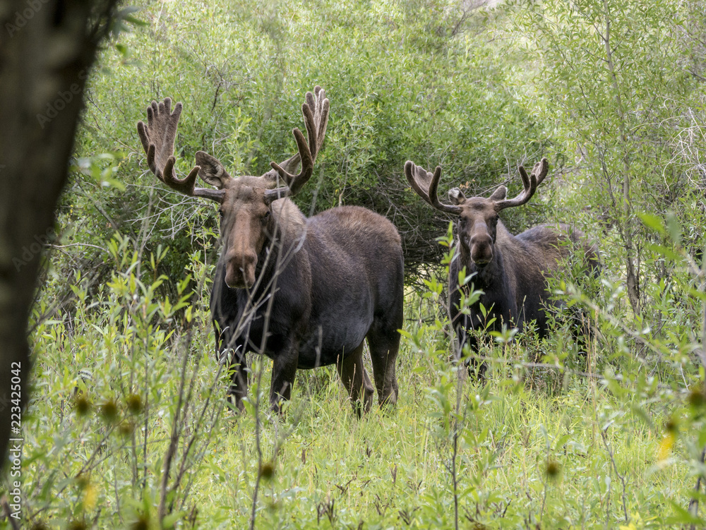 Moose Moose