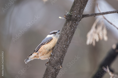 Beautiful nuthatch sitting on a tree branch in winter