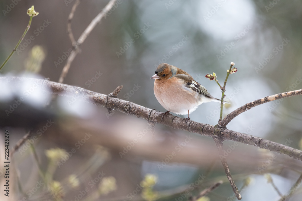 Beautiful chaffinch male resting on a tree branch in winter Beautiful chaffinch male resting on a tree branch in winter