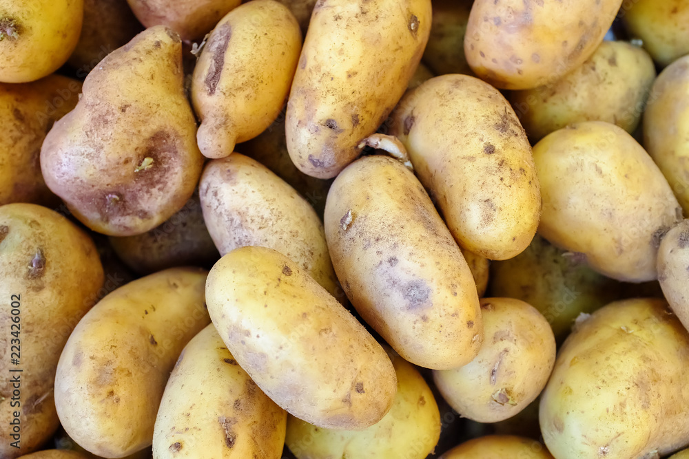 Fresh organic potato stand out among many large background potatos in the market. Fresh organic potato stand out among many large background potatos in the market.