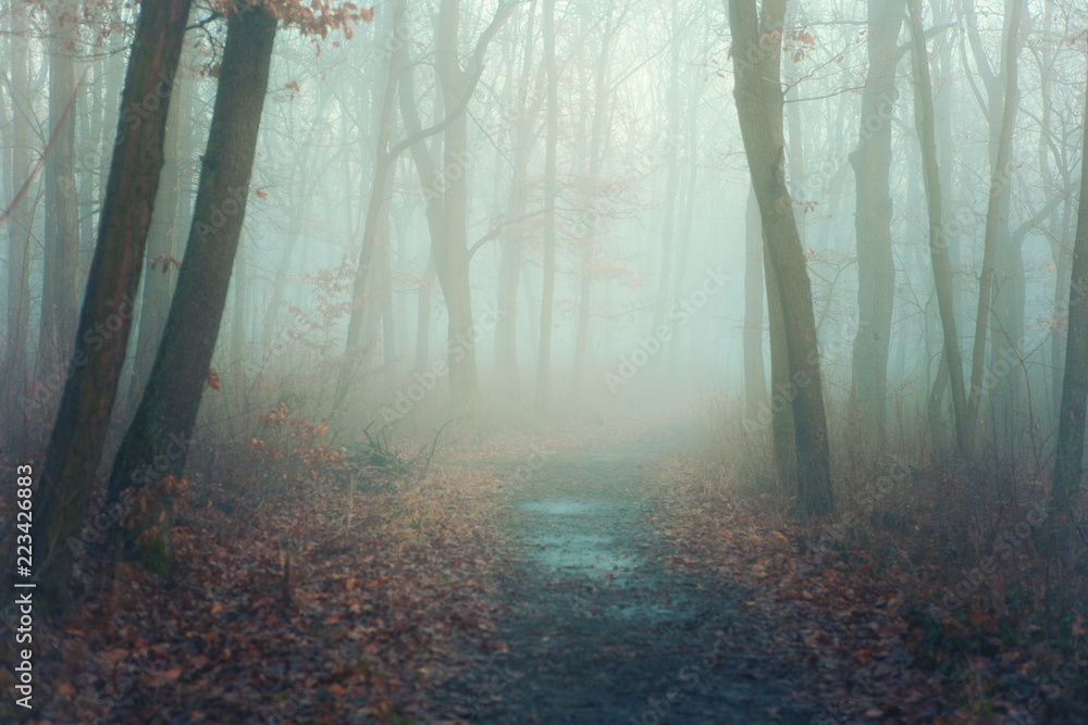 Fototapeta premium Autumn park in mysterious fog