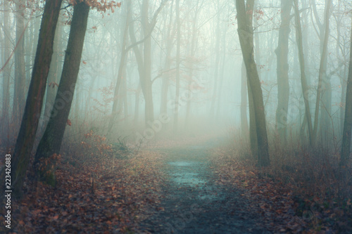 Autumn park in mysterious fog